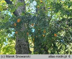 Taxus baccata Lutea