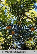 Taxus baccata Lutea