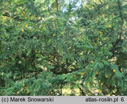 Taxus baccata Lutea