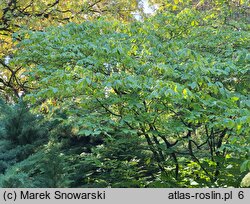 Aesculus parviflora (kasztanowiec drobnokwiatowy)