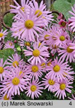 Chrysanthemum ×rubellum (złocień czerwonawy)