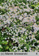 Symphyotrichum ericoides Erlkönig