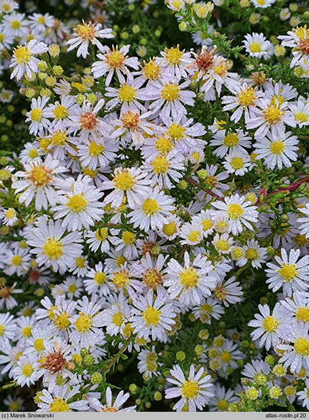 Symphyotrichum ericoides Erlkönig