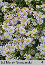 Symphyotrichum ericoides Erlkönig