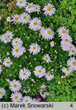 Symphyotrichum dumosum Kristina