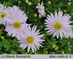 Symphyotrichum dumosum Kristina