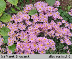 Chrysanthemum ×rubellum (złocień czerwonawy)