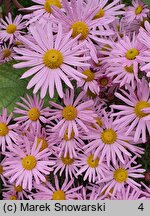 Chrysanthemum ×rubellum (złocień czerwonawy)