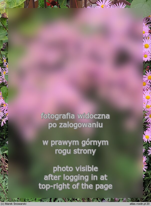 Chrysanthemum ×rubellum (złocień czerwonawy)