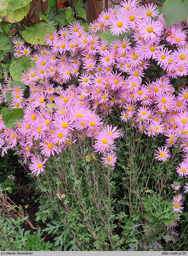 Chrysanthemum ×rubellum (złocień czerwonawy)