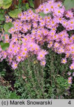 Chrysanthemum ×rubellum (złocień czerwonawy)