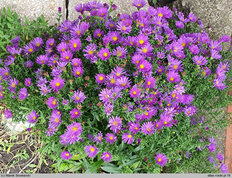 Symphyotrichum novi-belgii Island Samoa