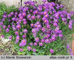 Symphyotrichum novi-belgii Island Samoa