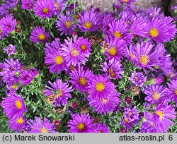 Symphyotrichum novi-belgii Island Samoa