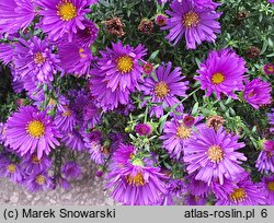 Symphyotrichum novi-belgii Island Samoa