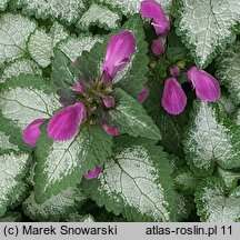 Lamium purpureum Purple Dragon