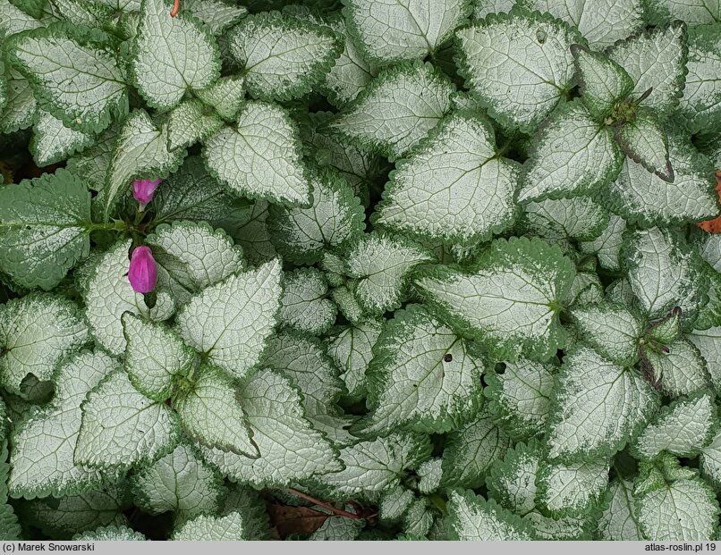 Lamium purpureum Purple Dragon