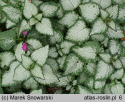Lamium purpureum Purple Dragon