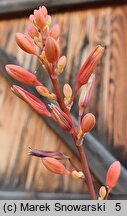 Hesperaloe parviflora (hesperaloes drobnokwiatowy)