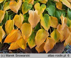 Hosta Pearl Lake