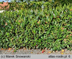 Prunus laurocerasus Otto Luyken