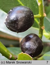 Prunus laurocerasus Otto Luyken