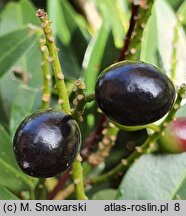 Prunus laurocerasus Otto Luyken