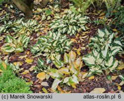 Hosta Fire and Ice