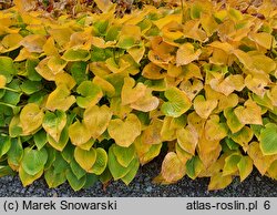 Hosta Pearl Lake