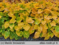 Hosta Pearl Lake