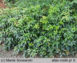 Leucothoe walteri (kiścień wawrzynowy)