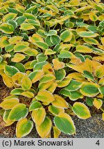 Hosta Francee