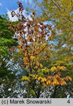 Magnolia tripetala (magnolia parasolowata)