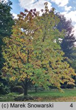 Magnolia tripetala (magnolia parasolowata)