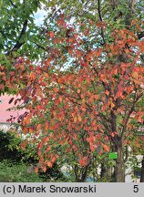 Magnolia tripetala (magnolia parasolowata)