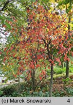 Magnolia tripetala (magnolia parasolowata)