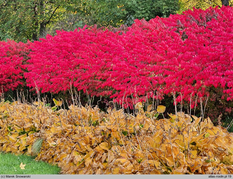 Euonymus alatus Select