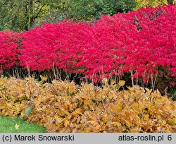 Euonymus alatus Select