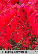 Euonymus alatus Select