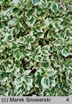 Euonymus fortunei Emerald Gaiety