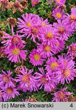 Symphyotrichum dumosum Starlight