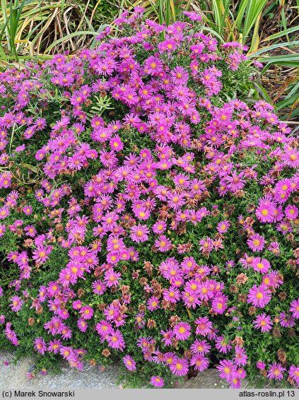 Symphyotrichum dumosum Starlight