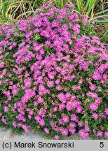 Symphyotrichum dumosum Starlight