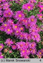 Symphyotrichum dumosum Starlight