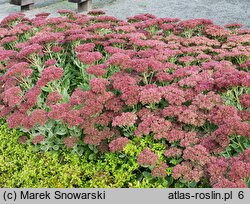 Sedum hort. Herbstfreude