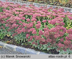 Sedum hort. Herbstfreude