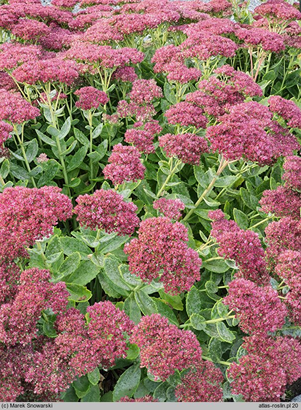 Sedum hort. Herbstfreude
