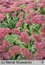 Sedum hort. Herbstfreude