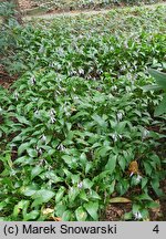 Hosta Lancifolia