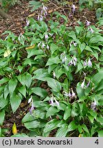 Hosta Lancifolia